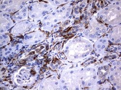 FCGR1A Mouse anti-Human, Clone: UMAB74, liquid, UltraMAB 30 &mu;L; Unconjugated:Antibodies,