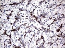 FCGR1A Mouse anti-Human, Clone: UMAB74, liquid, UltraMAB 30 &mu;L; Unconjugated:Antibodies,