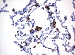 FCGR1A Mouse anti-Human, Clone: UMAB74, liquid, UltraMAB 30 &mu;L; Unconjugated:Antibodies,