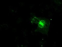 FCGR2A Mouse anti-Human, Clone: OTI13G9, lyophilized, TrueMAB 100 &mu;g;