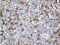 FCGR2A Mouse anti-Human, Clone: OTI6D11, lyophilized, TrueMAB 100 &mu;g;