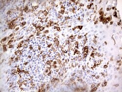FCGR2A Mouse anti-Human, Clone: OTI16D6, liquid, TrueMAB 100 &mu;L; Unconjugated:Antibodies,