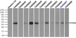 FCGR2A Mouse anti-Human, Clone: OTI16D6, liquid, TrueMAB 100 &mu;L; Unconjugated:Antibodies,