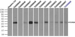 FCGR2A Mouse anti-Human, Clone: OTI20D1, liquid, TrueMAB 100 &mu;L; Unconjugated:Antibodies,