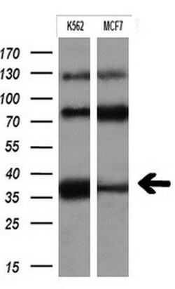 FCGR2A Mouse anti-Human, Clone: OTI13G9, lyophilized, TrueMAB 100 &mu;g;