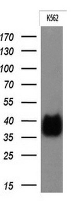 FCGR2A Mouse anti-Human, Clone: OTI6D11, lyophilized, TrueMAB 100 &mu;g;