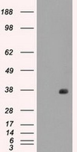 FCGR2A Mouse anti-Human, Clone: OTI16D6, liquid, TrueMAB 100 &mu;L; Unconjugated:Antibodies,