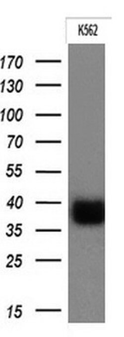 FCGR2A Mouse anti-Human, Clone: OTI16D6, liquid, TrueMAB 100 &mu;L; Unconjugated:Antibodies,