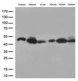 FCGR2A Mouse anti-Human, Clone: OTI16D6, liquid, TrueMAB 100 &mu;L; Unconjugated:Antibodies,
