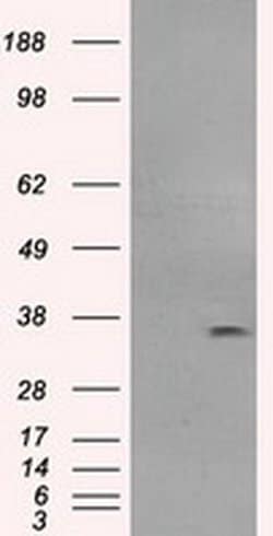 FCGR2A Mouse anti-Human, Clone: OTI20D1, liquid, TrueMAB 100 &mu;L; Unconjugated:Antibodies,