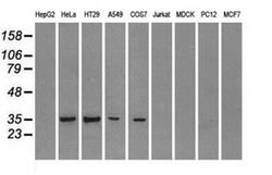 FCGR2A Mouse anti-Human, Clone: OTI20D1, liquid, TrueMAB 100 &mu;L; Unconjugated:Antibodies,