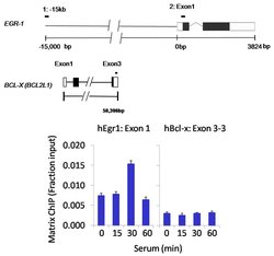 Invitrogen FCP1 Polyclonal Antibody 100 &mu;L; Unconjugated:Antibodies,