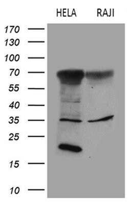 FCRLB Monoclonal Antibody (OTI4C4), TrueMAB , OriGene:Antibodies:Primary