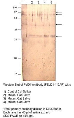 FEL D1 Major allergen 1 polypeptide chain 2 Rabbit anti-Feline, Polyclonal,