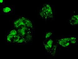 FERMT2 Mouse anti-Human, Clone: OTI25A4, lyophilized, TrueMAB 100 &mu;g;