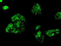 FERMT2 Mouse anti-Human, Clone: OTI25A4, liquid, TrueMAB 30 &mu;L; Unconjugated:Antibodies,