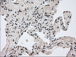 FERMT2 Mouse anti-Canine, Human, Rat, Clone: OTI9E4, liquid, TrueMAB 100