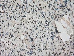 FERMT2 Mouse anti-Canine, Human, Rat, Clone: OTI9E4, liquid, TrueMAB 100