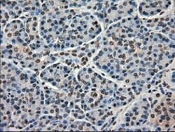 FERMT2 Mouse anti-Canine, Human, Rat, Clone: OTI9E4, liquid, TrueMAB 100
