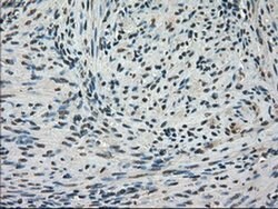 FERMT2 Mouse anti-Canine, Human, Rat, Clone: OTI9E4, liquid, TrueMAB 100