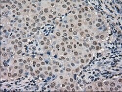 FERMT2 Mouse anti-Canine, Human, Rat, Clone: OTI9E4, liquid, TrueMAB 100