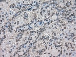 FERMT2 Mouse anti-Canine, Human, Rat, Clone: OTI9E4, liquid, TrueMAB 100