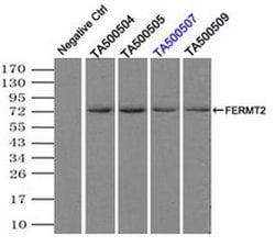 FERMT2 Mouse anti-Human, Clone: OTI25A4, liquid, TrueMAB 30 &mu;L; Unconjugated:Antibodies,