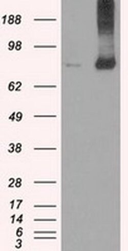 FERMT2 Mouse anti-Canine, Human, Rat, Clone: OTI9E4, liquid, TrueMAB 100