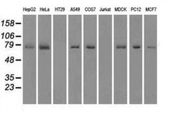 FERMT2 Mouse anti-Canine, Human, Rat, Clone: OTI9E4, liquid, TrueMAB 100