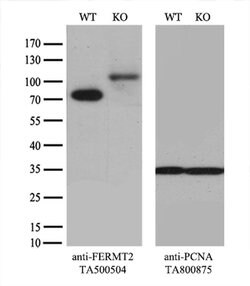 FERMT2 Mouse anti-Canine, Human, Rat, Clone: OTI9E4, liquid, TrueMAB 100