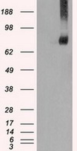 FERMT2 Mouse anti-Human, Clone: OTI25A4, liquid, TrueMAB 30 &mu;L; Unconjugated:Antibodies,