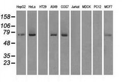 FERMT2 Mouse anti-Human, Clone: OTI25A4, liquid, TrueMAB 30 &mu;L; Unconjugated:Antibodies,