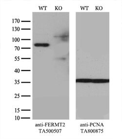 FERMT2 Mouse anti-Human, Clone: OTI25A4, lyophilized, TrueMAB 100 &mu;g;