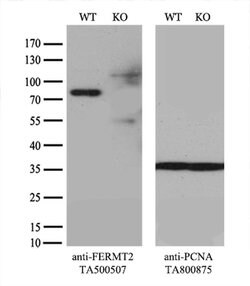 FERMT2 Mouse anti-Human, Clone: OTI25A4, liquid, TrueMAB 30 &mu;L; Unconjugated:Antibodies,