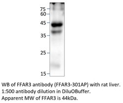 FFAR3 Rabbit anti-Human, Mouse, Rat, Polyclonal, FabGennix 200 &mu;L; Unconjugated:Antibodies,