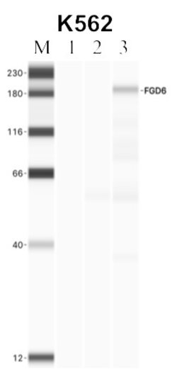 Invitrogen FGD6 Polyclonal Antibody 100 &mu;L; Unconjugated:Antibodies,