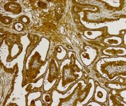 FGF2 Polyclonal Antibody, Invitrogen 150 &mu;L; Unconjugated:Antibodies,