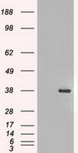FGF2 Mouse anti-Human, Clone: OTI2H11, liquid, TrueMAB 100 &mu;L; Unconjugated:Antibodies,