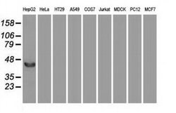 FGF2 Mouse anti-Human, Clone: OTI2H11, liquid, TrueMAB 100 &mu;L; Unconjugated:Antibodies,