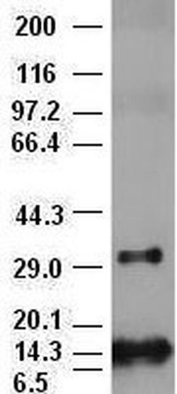 FGF2 Mouse anti-Human, Clone: OTI2H11, liquid, TrueMAB 100 &mu;L; Unconjugated:Antibodies,