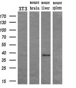 FGF2 Mouse anti-Human, Clone: OTI2H11, liquid, TrueMAB 100 &mu;L; Unconjugated:Antibodies,