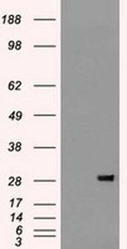 FGF2 Mouse anti-Human, Clone: OTI3D10, liquid, TrueMAB 100 &mu;L; Unconjugated:Antibodies,