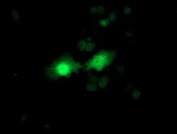 FGF21 Monoclonal Antibody (OTI2F10), TrueMAB , OriGene 30 &mu;L; Unconjugated:Antibodies,