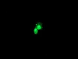 FGF21 Monoclonal Antibody (OTI2E2), TrueMAB , OriGene 100 &mu;L; Unconjugated:Antibodies,