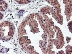 FGF21 Monoclonal Antibody (OTI2F10), TrueMAB , OriGene 30 &mu;L; Unconjugated:Antibodies,