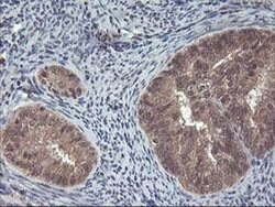 FGF21 Monoclonal Antibody (OTI2F10), TrueMAB , OriGene 30 &mu;L; Unconjugated:Antibodies,