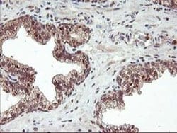 FGF21 Monoclonal Antibody (OTI2F10), TrueMAB , OriGene 30 &mu;L; Unconjugated:Antibodies,