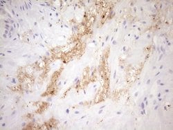 FGFBP1 Mouse anti-Human, Clone: OTI2B6, lyophilized, TrueMAB 100 &mu;g;