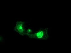 FGFR2 Mouse anti-Human, Clone: OTI4D6, lyophilized, TrueMAB 100 &mu;g;