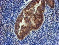 FGFR2 Mouse anti-Human, Clone: OTI3F8, lyophilized, TrueMAB 100 &mu;g;